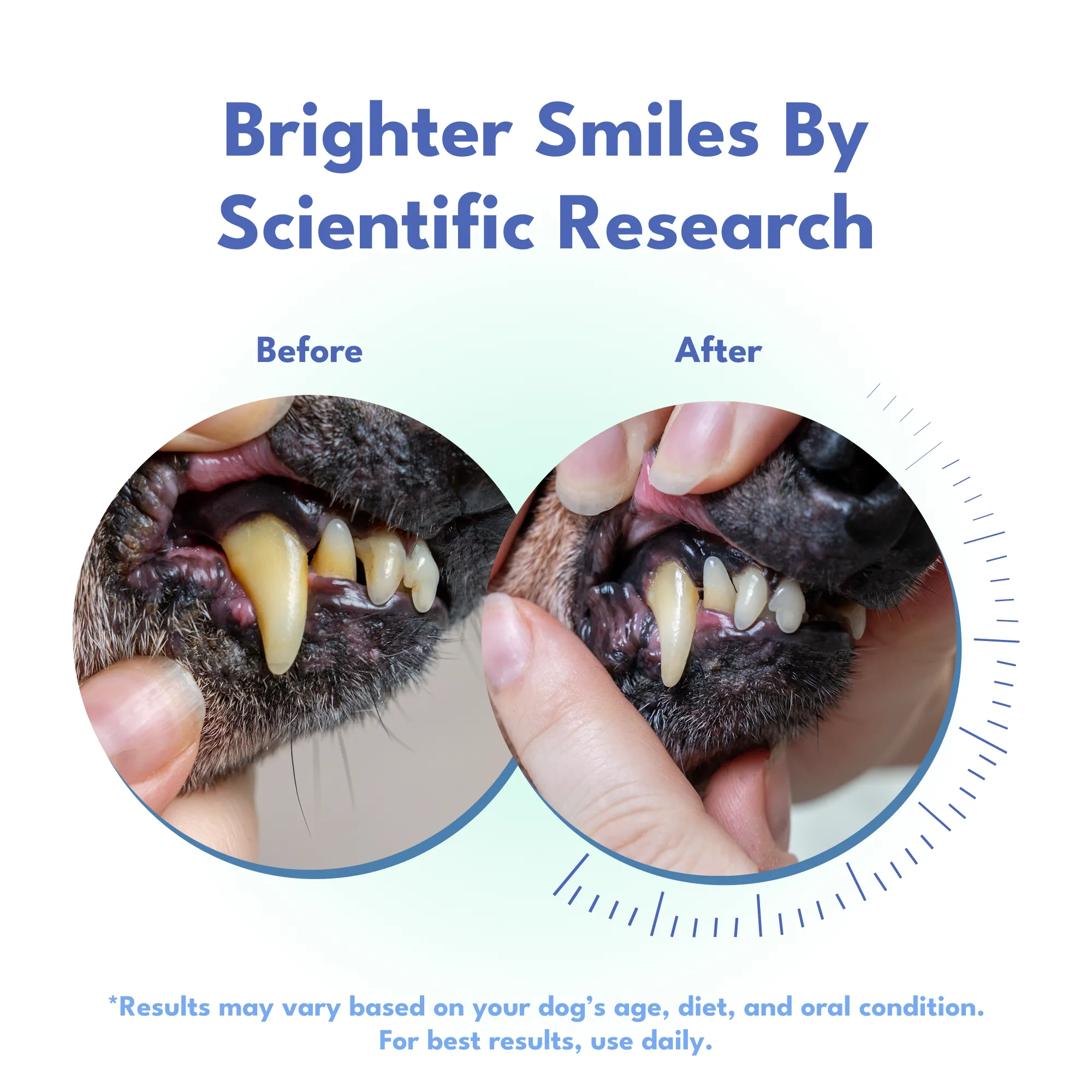 Dental Defense – Oral Microbiome Restoration for Dogs