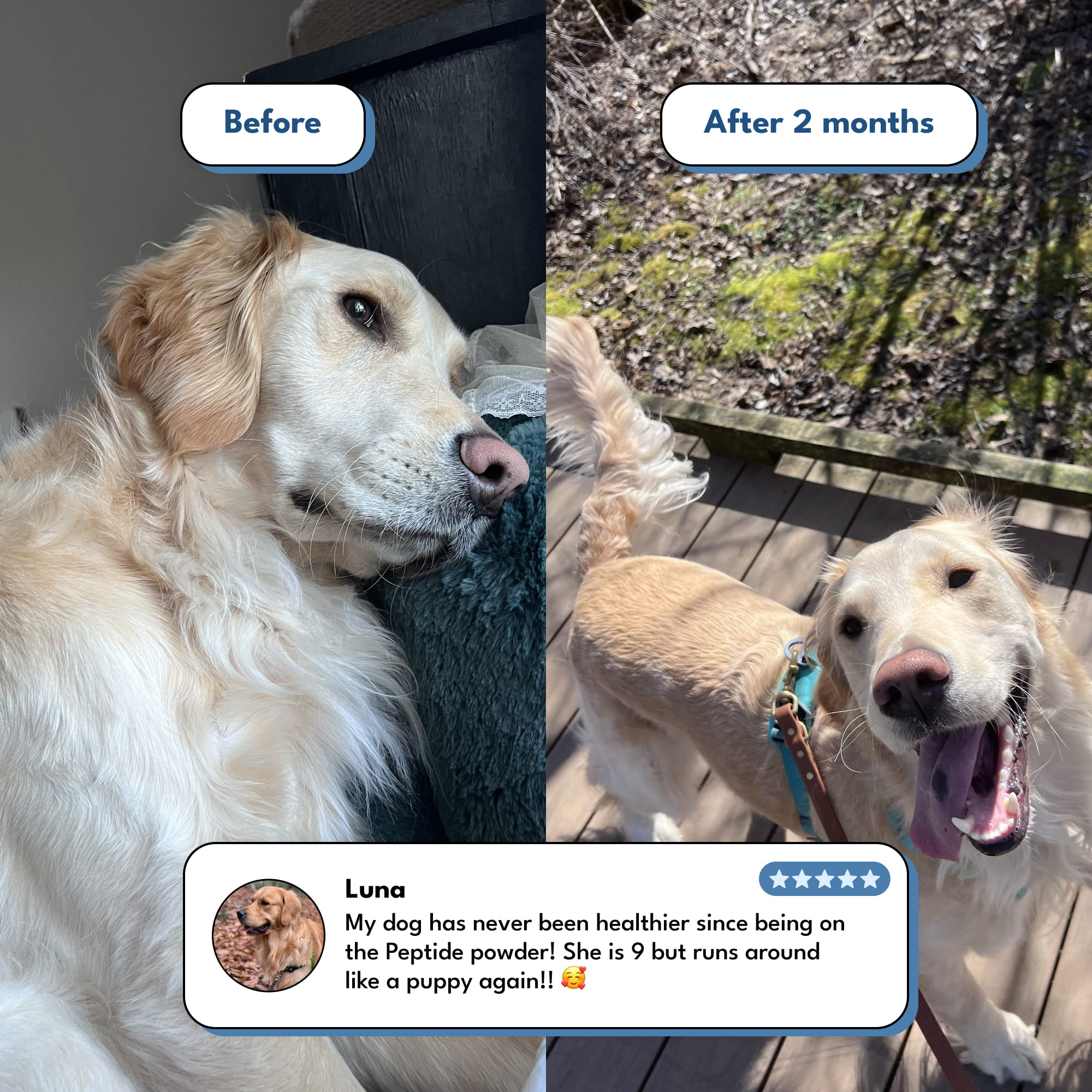 The Daily Wellbeing Peptide Powder That Gives You Your Dog Back